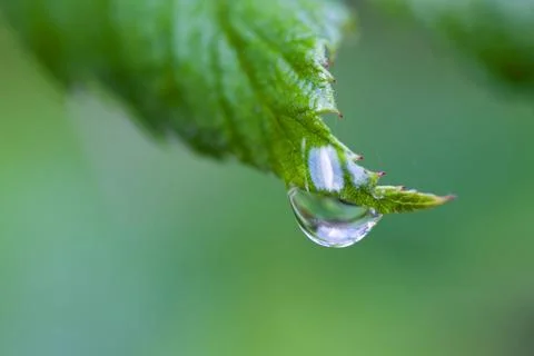 One dew drop on a leaf. Stock Photos