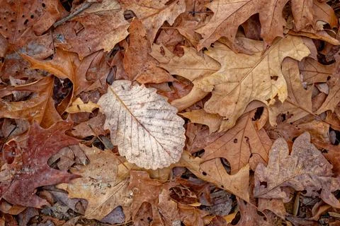 One different leaf on a pile Stock Photos