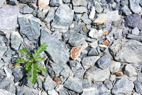 One difficult life Stock Photos