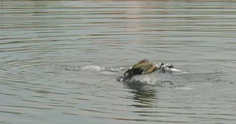 One Diver Man Has Surfaced a Little Flipper Appears then Diving Again Circles Stock Footage 55101620