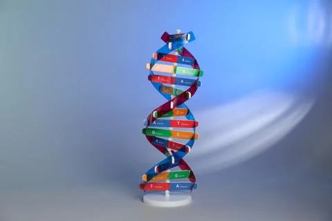 One DNA structure model on color background Stock Photos