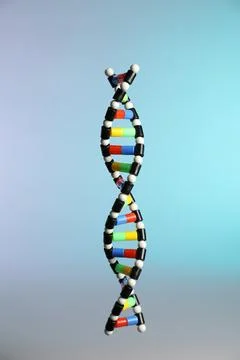 One DNA structure model on color background Stock Photos