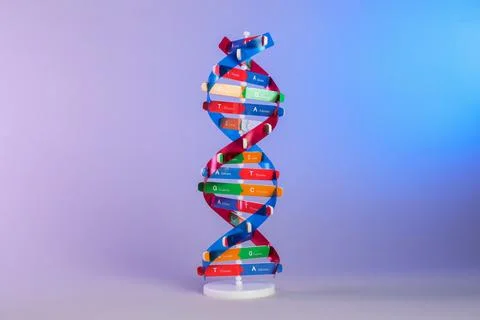 One DNA structure model on color background Stock Photos