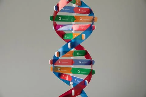 One DNA structure model on grey background Stock Photos