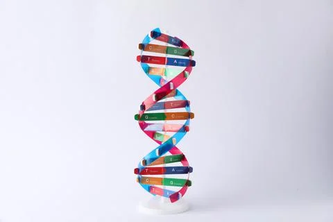 One DNA structure model on light background 写真素材
