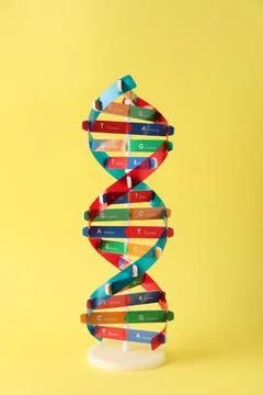 One DNA structure model on yellow background 스톡 사진