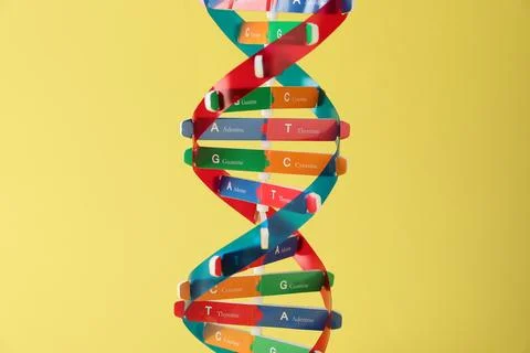 One DNA structure model on yellow background 写真素材