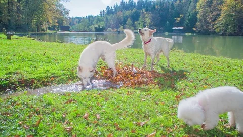 One dog is drinking water from the puddle, the other one just swam in a lake Stock Footage 83775598