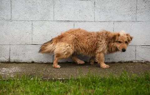 One Dog in Front of a Wall Stock-Fotos