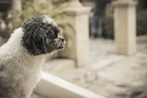 One dog Stock Photos