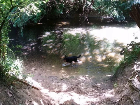 One Dog in the River Stock-Footage 77071782