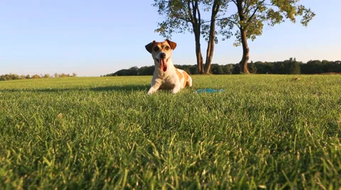 One dog run 動画素材 45864888