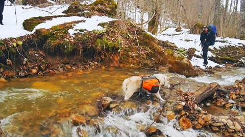 One dog at the time of crossing the river caught on a branch Stock Footage 51810959