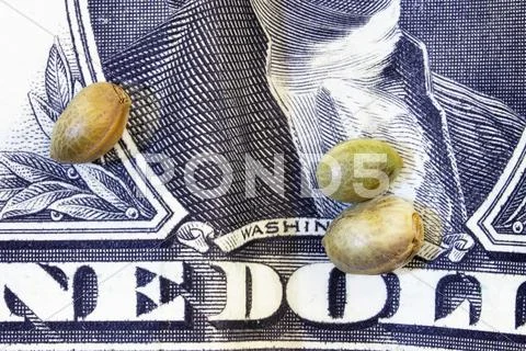 One dollar banknote's fragment and hemp seeds Stock Photos