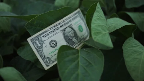 One dollar bill resting on green soybean leaves, symbolizing crop value, ag.. Video stock 338403301