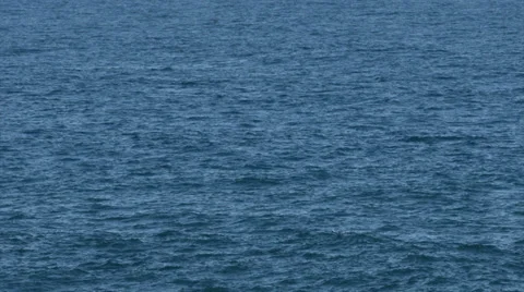 One dolphin jumping out of the water Stock Footage 32021099