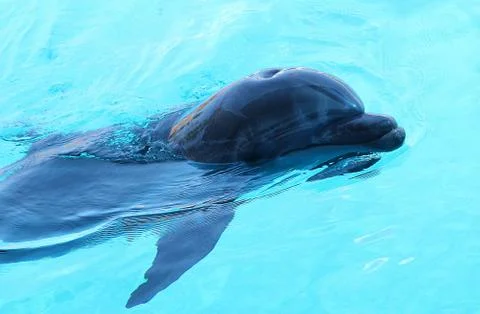 One dolphin swimming in the pool. Stock Photos