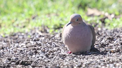 One dove1 Video stock 86671602