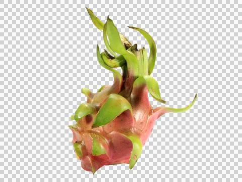 One dragon fruit isolated on white background. Stock Photos