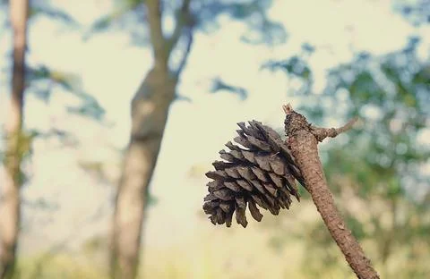 One dried pine cone on a dry tree in a large tropical forest in Asia. Stock Photos