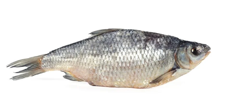 One dried salted roach fish isolated on white Stock Photos