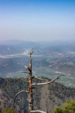 One dried tree in the foreground of vast mountain range on a bright sunny day. Stock Photos