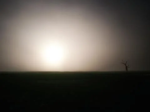 One dried tree without leaves in a field at sunset Stock Photos