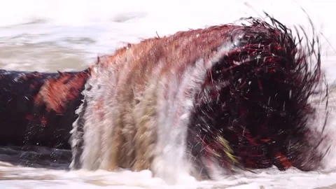 One of the dried trees that fell on the sea wave is in the wave Stock Footage 162811129