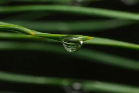 One drop of dew on a pine needle Stock Photos