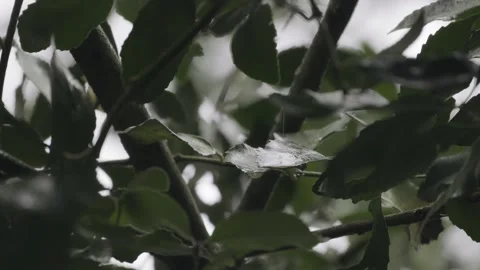 One drop falling from a leaf on a branch with wet leaves from the rain. Close up Stock Footage 248330702