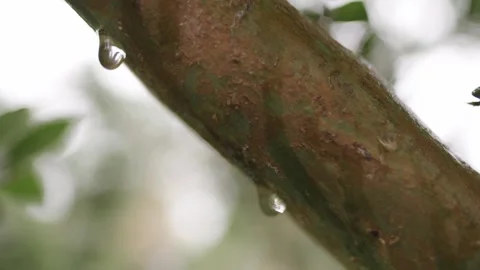 One drop of water falling from a wet orange tree trunk. Soft tilt up. Vídeos de archivo 248330718