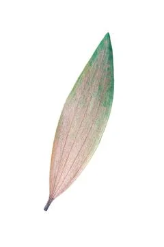 One dry eucalyptus leaf isolated on white Stock Photos