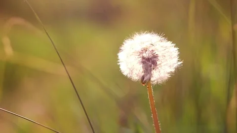 One dry fluffy dandelion close up Stock Footage 134967998