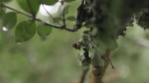 One dry leaf hanging on a spiderweb in a tree branch. Stock Footage 248330709