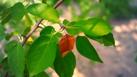 One dry leaf hangs on a tree branch among other green leaves, a brown leafless Stock Footage 94235966