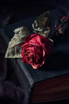 One dry rose Stock Photos