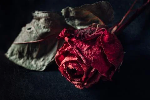 One dry rose Stock Photos