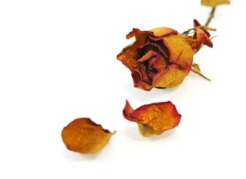 One dry rose on a white background Stock Photos