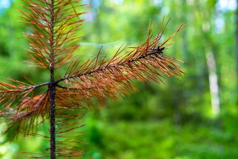One dry sapling of a pine closeup Foto stock