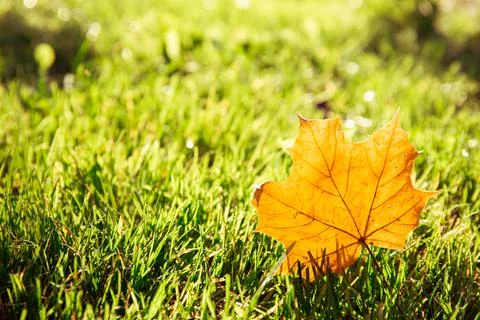 One dry yellow maple leaf on green grass background close-up. Autumn season l Stock Photos