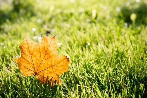 One dry yellow maple leaf on green grass background close-up. Autumn season l 스톡 사진