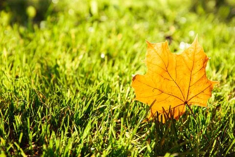 One dry yellow maple leaf on green grass background close-up. Autumn season l Stock Photos