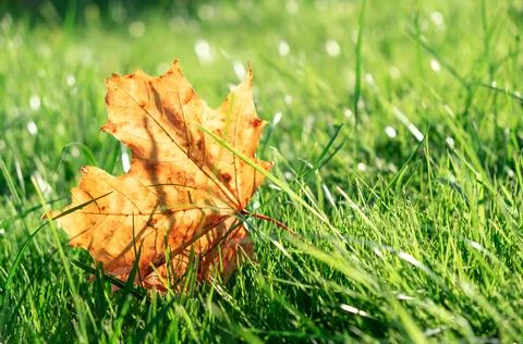 One dry yellow maple leaf on green grass background close-up. Autumn season.. Stock Photos