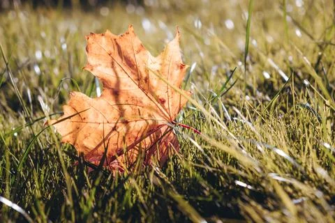 One dry yellow maple leaf on green grass background close-up. Autumn season l Stock Photos