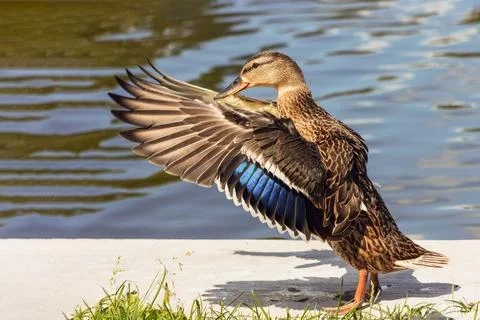 One duck flaps its wings on a concrete bank in summer Stock Photos