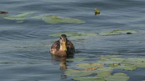 One duck floating. Stock Footage 10720112