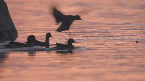 One Duck floating while Other birds lands close to him. Sunset. Stock Footage 248330626