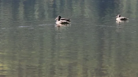One duck left behind by the other ducks Video stock 12303196