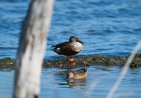 One duck is resting while the other is foraging for food. Stock Photos