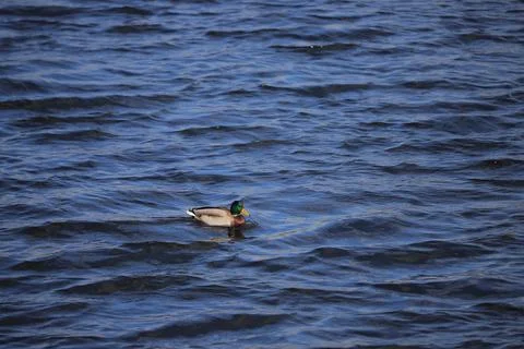 One duck on the river on the waves Фото